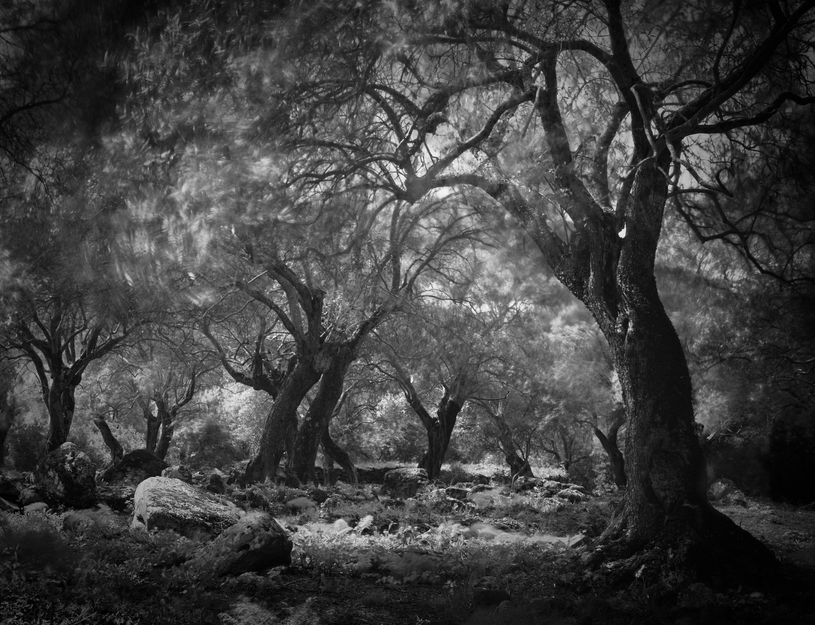 Forest2
